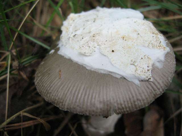 Quale ...Amanita !!!